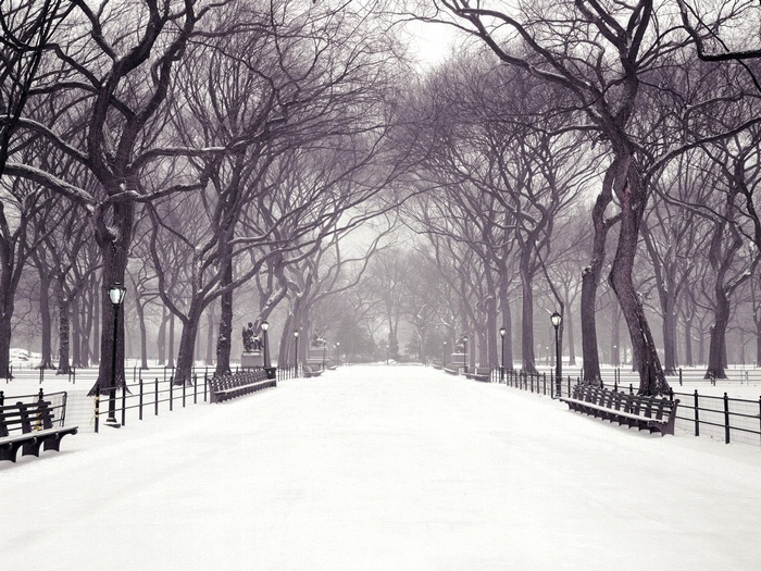 Snowy path in a park with bare trees