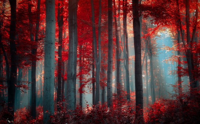 Red forest with sunbeams filtering through trees