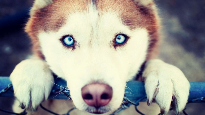 dog, animals, blue eyes, Siberian Husky