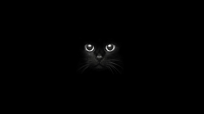 Black cat with glowing eyes in the dark