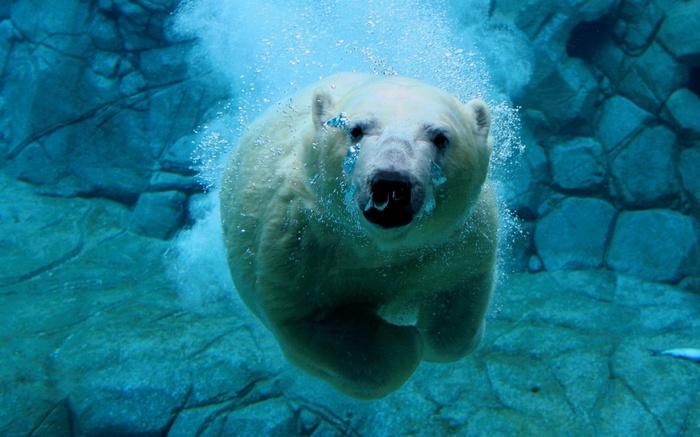 Polar bear swimming underwater near rocks