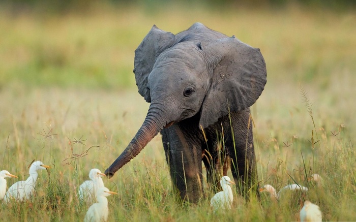 Baby elephant with egrets in a grassy field