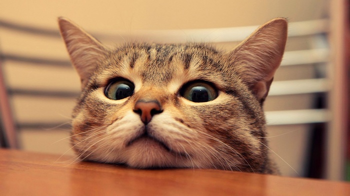 A tabby cat peeks over a wooden table