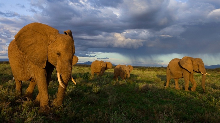 Elephants walking in a grassy field under a stormy sky