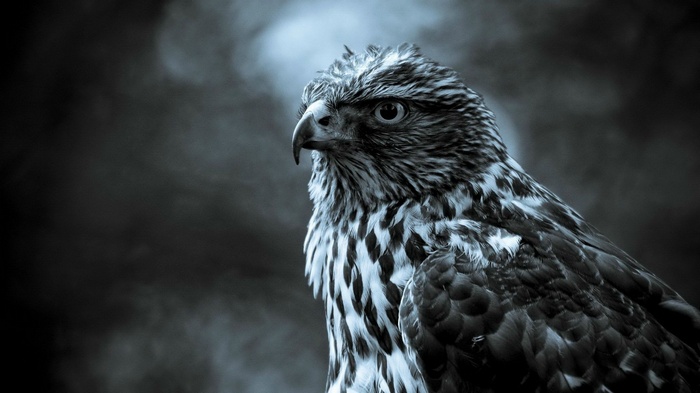 Close-up of a hawk in a dark, misty environment