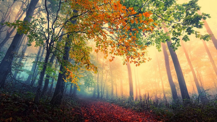 Autumn forest path with colorful leaves and fog