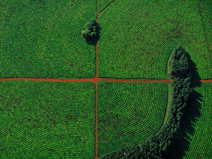 Aerial view of circular tea fields with red dirt paths