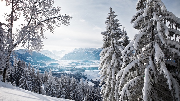 Snowy mountain landscape with pine trees