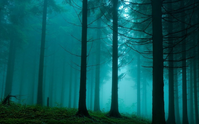 Misty forest with tall trees and green ground