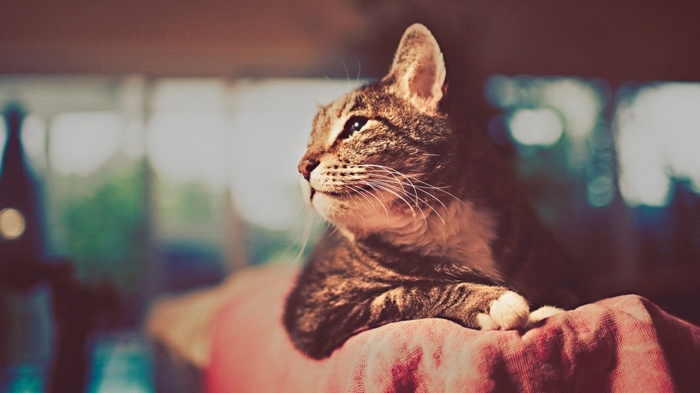 A tabby cat rests on a pink blanket