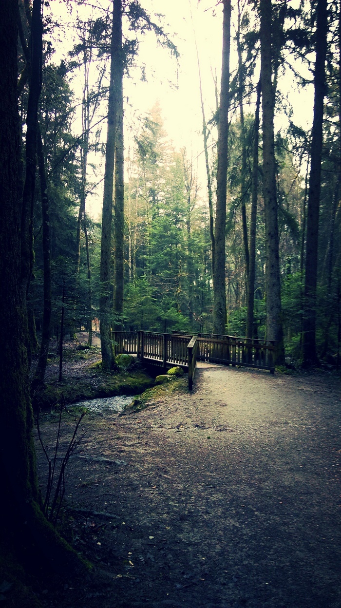 Wooden bridge over a stream in a forest