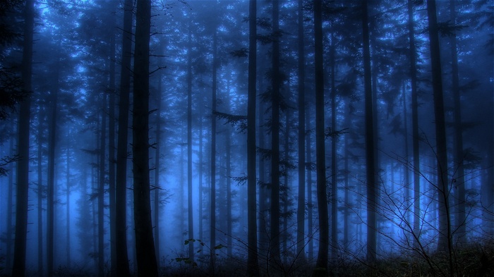 Dark blue foggy forest with tall trees