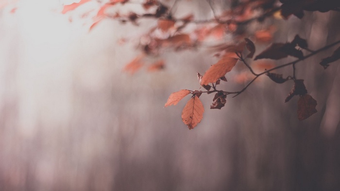 Autumn leaves in mist