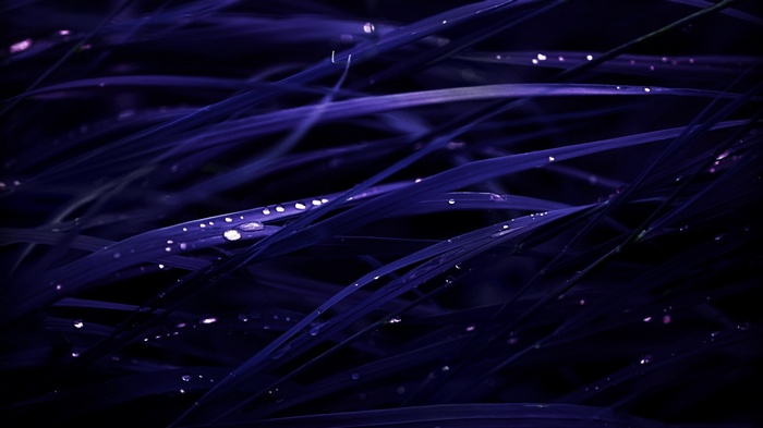 Dark blue grass with dew drops