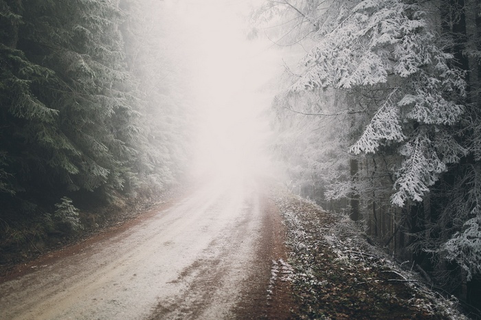 A foggy road through a snow-covered forest