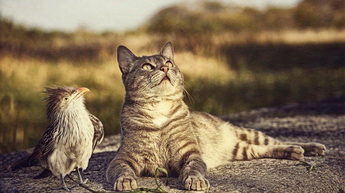 A tabby cat and a bird sit on a rock