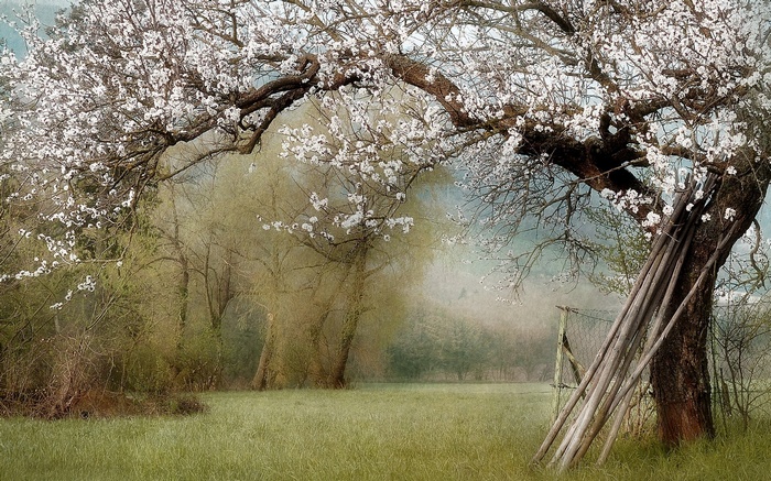 A blooming tree in a misty meadow