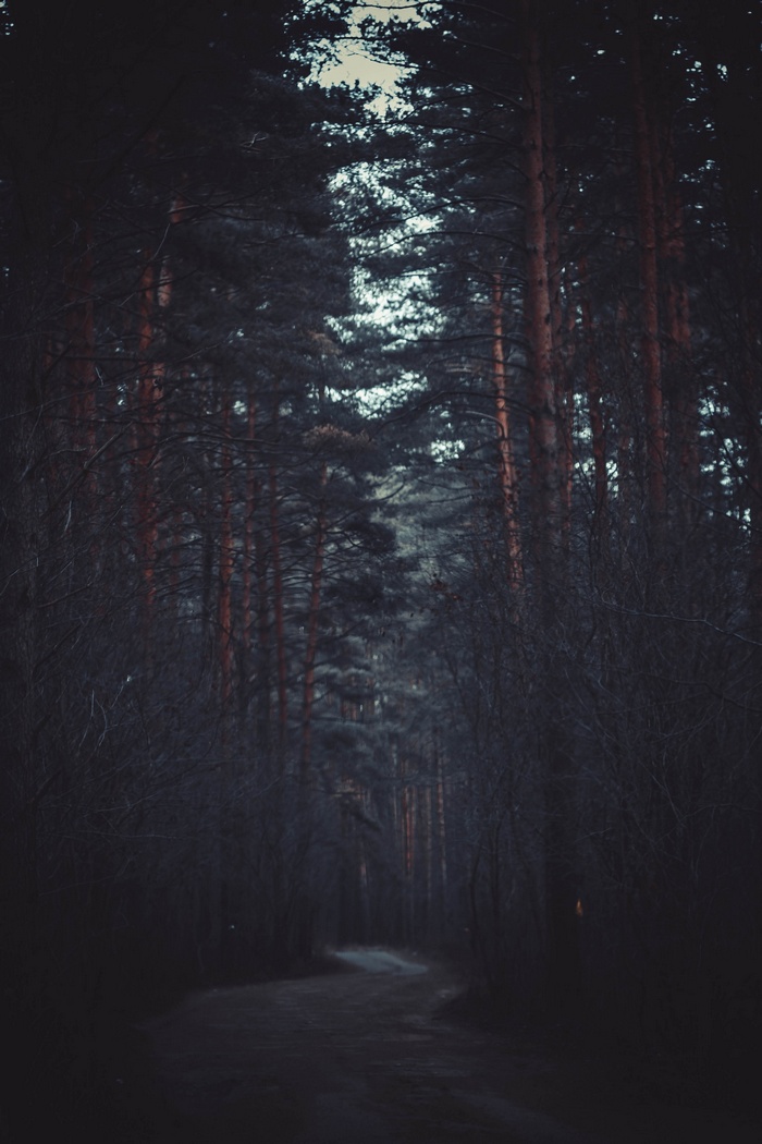 A dark, winding path through a dense forest.