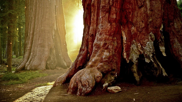 Giant Sequoia trees in a forest with sunlight