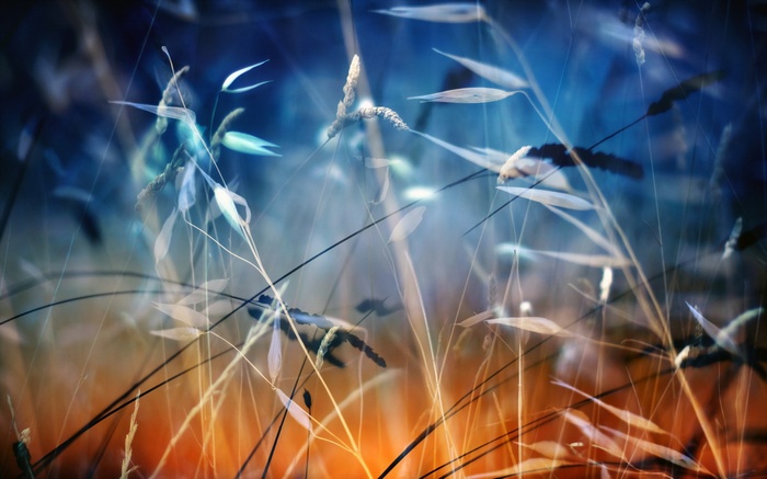 Abstract nature plants with depth of field