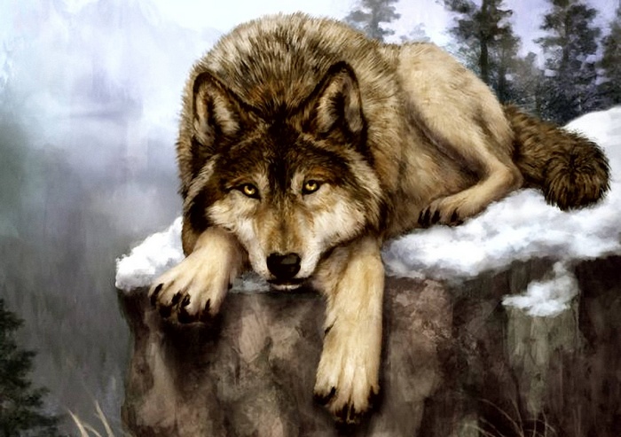 A wolf rests on a snowy cliff edge