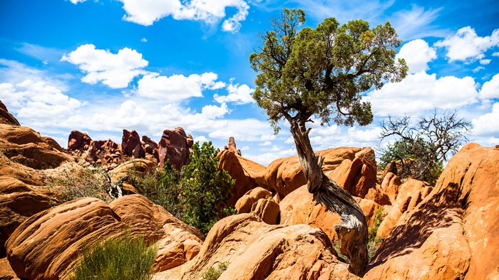 Arches National Park Landscape with Tree and Rocks