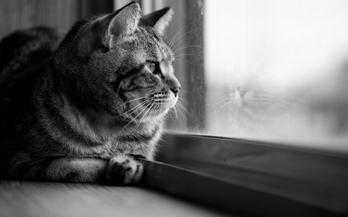 Monochrome cat looking out a window