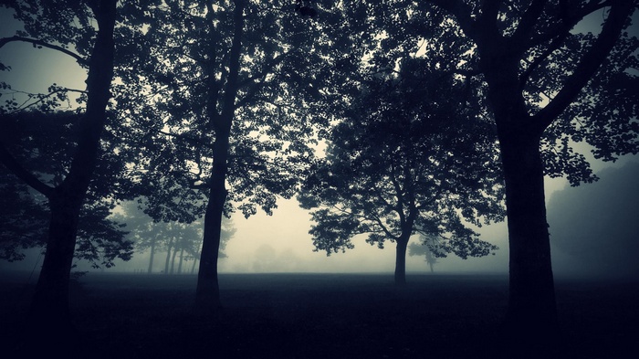 Misty forest with silhouetted trees