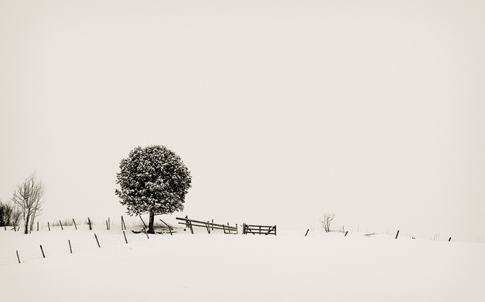 Snowy landscape with trees and a fence