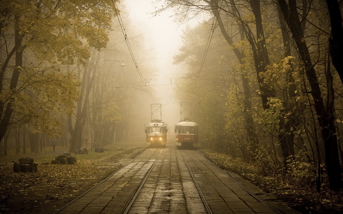 Two trams on tracks in a foggy forest
