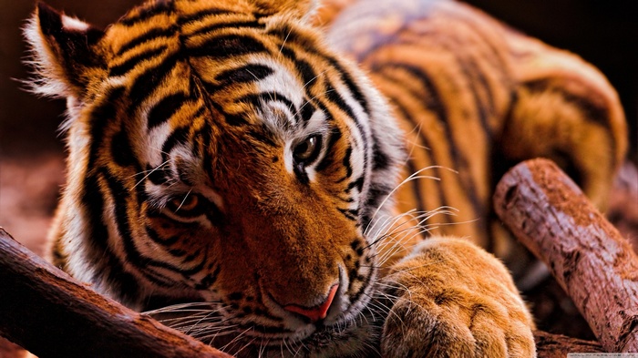 Tiger resting on branches