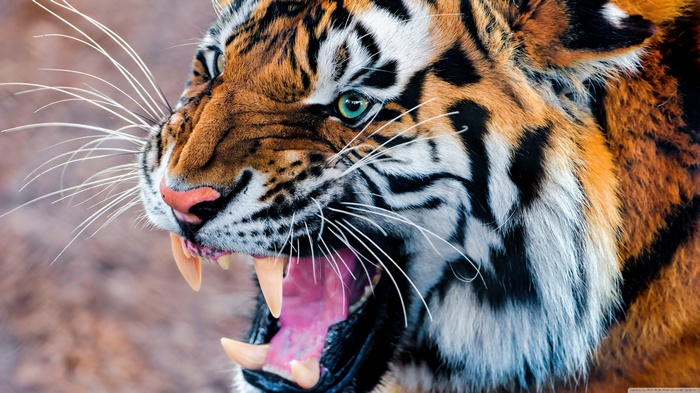 Close-up of a roaring tiger's face