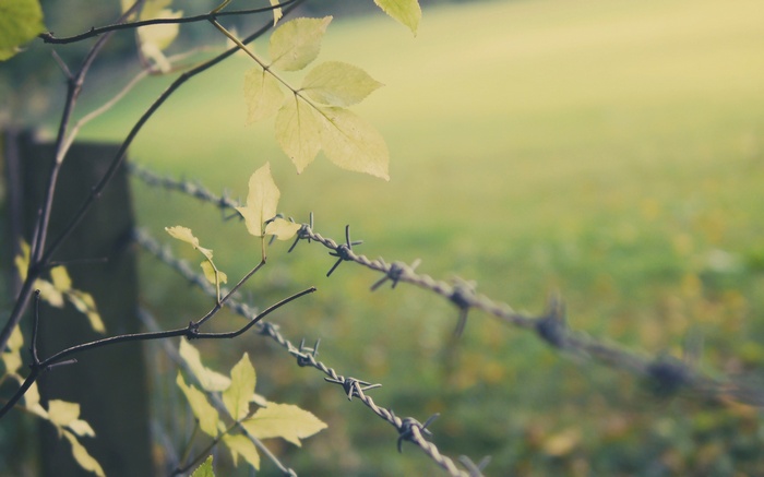 Barbed wire fence with leaves and a wooden post