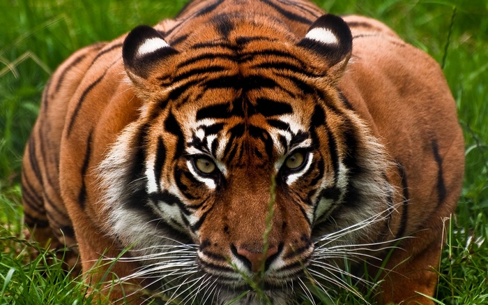 Tiger in green grass