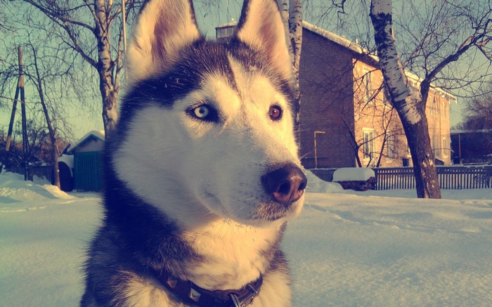 Husky dog in the snow with a house in the background