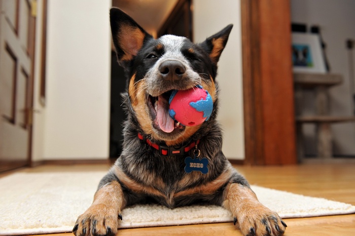 Dog with a ball in its mouth