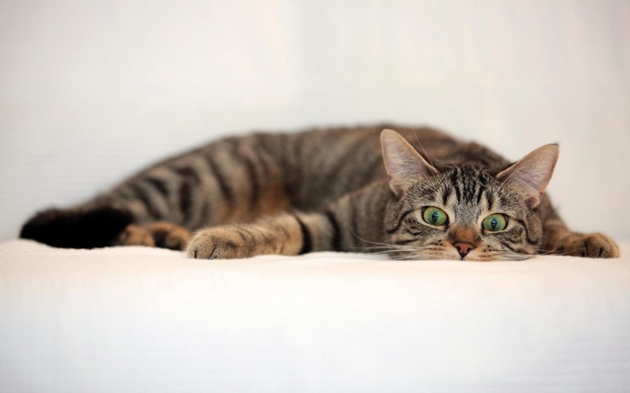 A tabby cat lies on a white surface