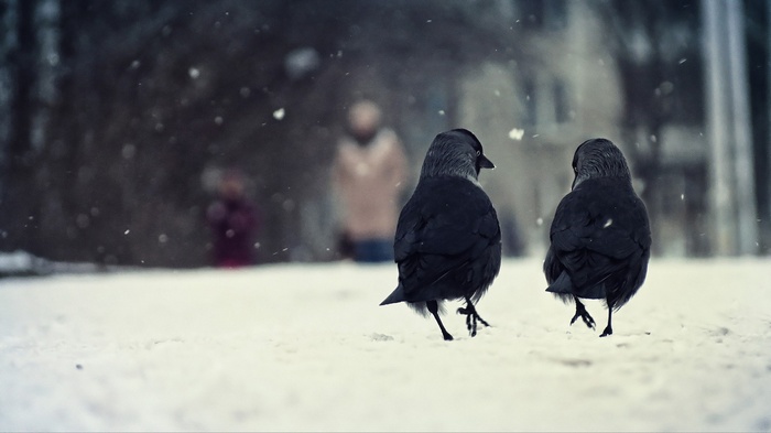 Two crows walking in the snow