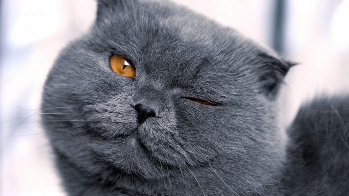 Close-up of a grey Scottish Fold cat winking