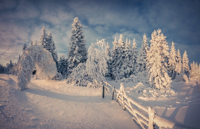 Snow-covered trees and fence in a winter forest