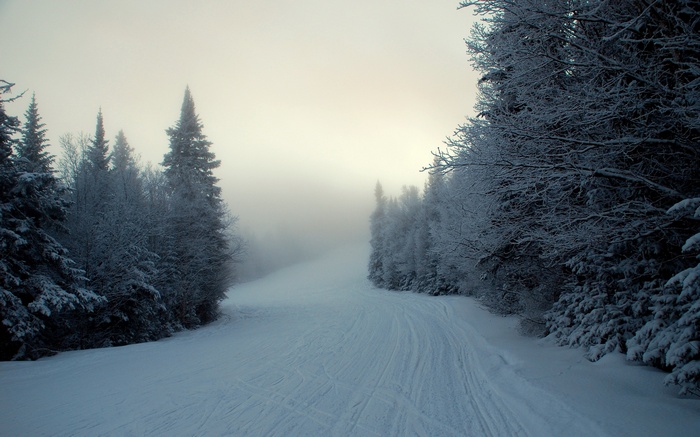 Winter ski slope with snow-covered trees and fog