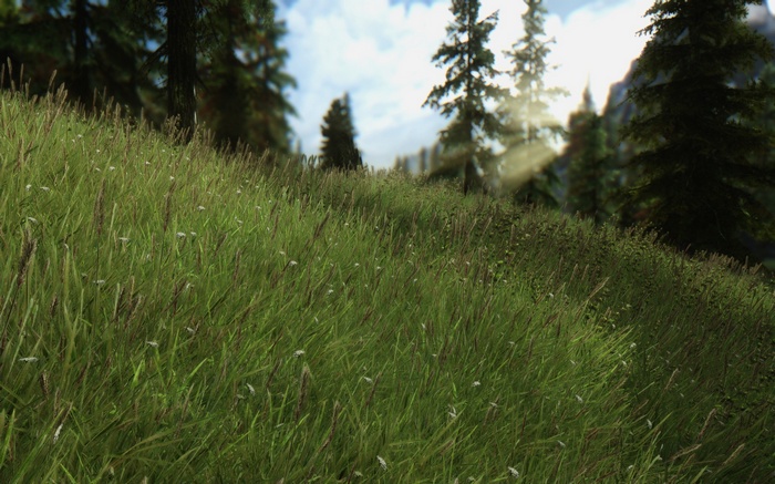 The Elder Scrolls V: Skyrim grass and forest