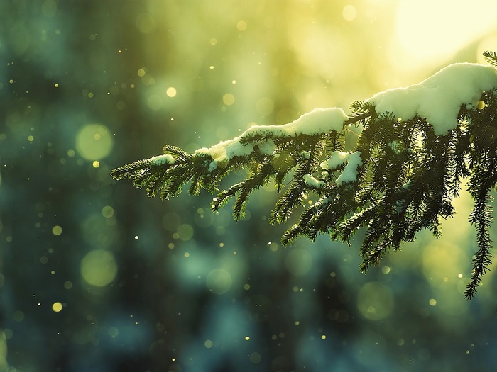 Snow-covered pine branch with bokeh lights
