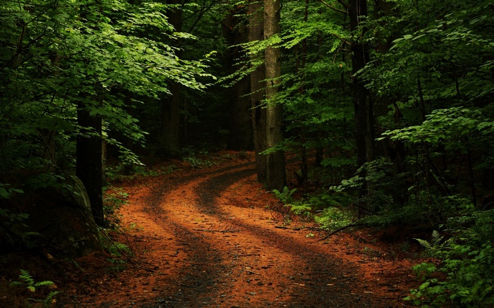 A winding dirt path through a dense green forest