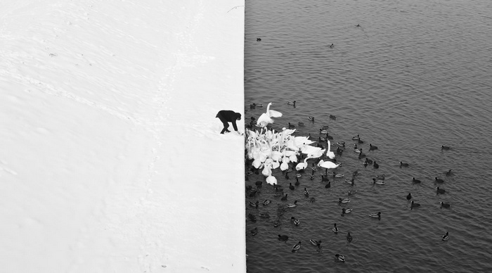 Person feeding swans and ducks in winter