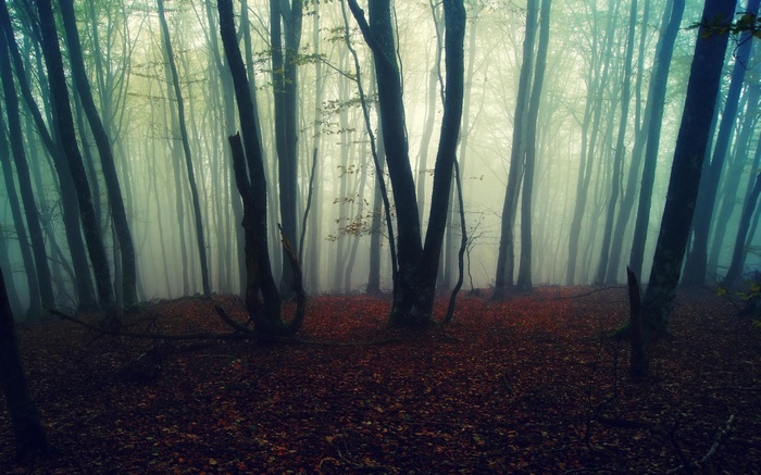 Misty forest with tall trees and fallen leaves