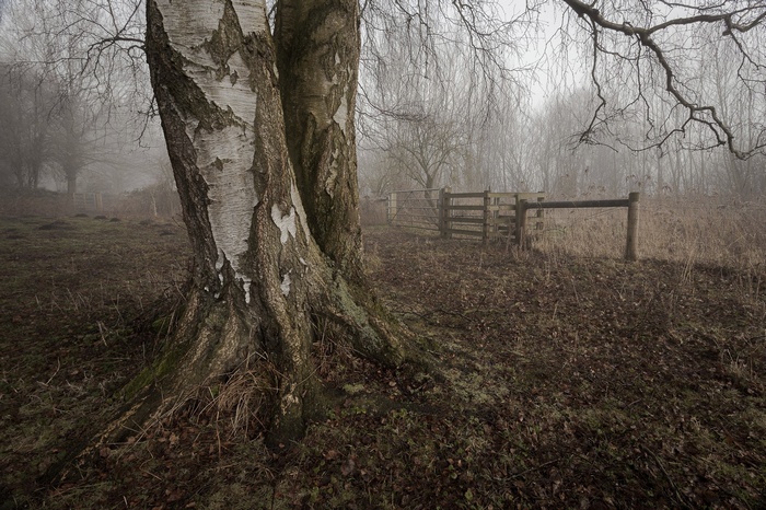 Misty landscape with birch trees and a wooden fence