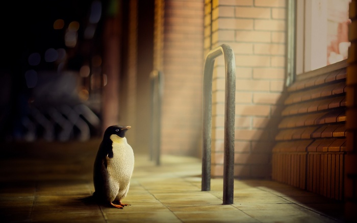 Penguin standing on a sidewalk at night