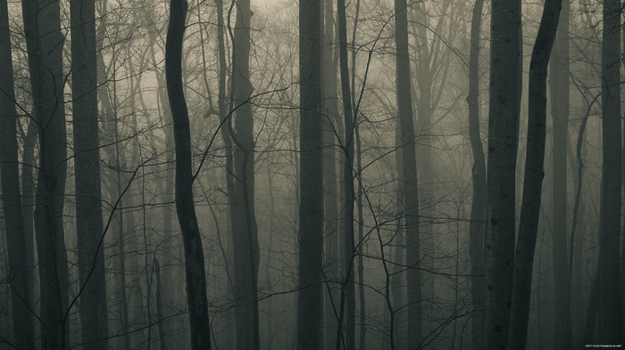 Dark forest with mist and bare trees