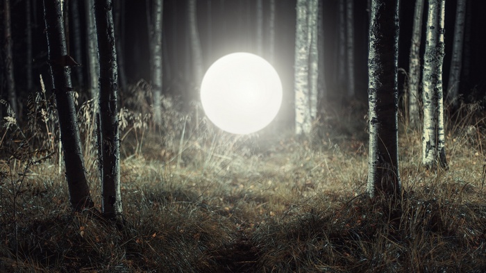 Glowing orb in a dark forest at night